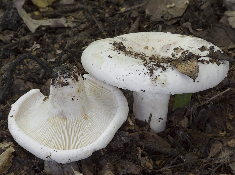 Lactarius bertillonii